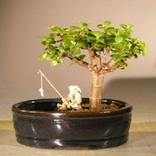 Bonsai Boy e3048 Baby Jade Bonsai Tree with Land & Water Pot - Portulacaria Afra - Small