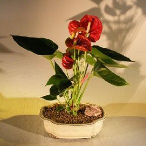 Bonsai Boy e2234 Flowering Anthurium Small Talk Bonsai Tree - Anthurium Andraeanum44; Red