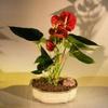 Bonsai Boy e2234 Flowering Anthurium Small Talk Bonsai Tree - Anthurium Andraeanum44; Red view 1