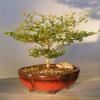 Black Olive Bonsai Tree Indoor Evergreen 12 y Old view 1