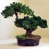 Bonsai Boy p1320 Monterey Juniper Double Trunk Preserved Bonsai Tree view 1