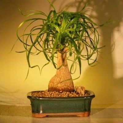 Bonsai Tree Ponytail Palm Houseplant Home Decor 7 y. Old Indoor