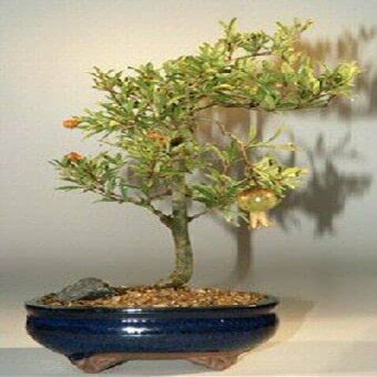 Dwarf Pomegranate Bonsai Tree 5 y. Old Flowering & Fruiting Indoor