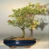 Dwarf Pomegranate Bonsai Tree 5 y. Old Flowering & Fruiting Indoor view 1