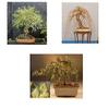 Bonsai Willow Tree Bundle - 3 Large Trunk Bonsai Tree Cuts - Get one Each Golden Curls, Globe, Green Weeping - Ready to Plant - Indoor/Outdoor Bonsai Tree's view 1