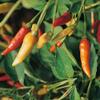 16 Ounce Tabasco Pepper Powder, Dried n Ground Seasoning - A Versatile Spicy Seasoning to use on a Variety of Meals. - Country Creek LLC view 2