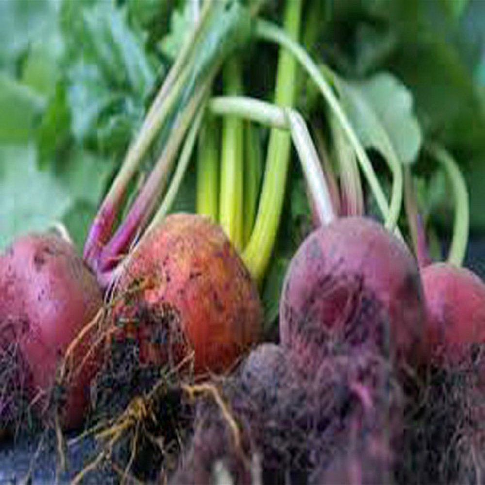Beets, Detroit Dark Red, Heirloom, 200 Seeds, Tender and Sweet, Deep Red