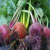 Beets, Detroit Dark Red, Heirloom, 200 Seeds, Tender and Sweet, Deep Red view 1
