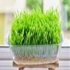 8 Ounce Catgrass Seeds - Hard Red Wheat- Wheatgrass Non GMO - Country Creek Acres LLC - Grown in The USA view 2