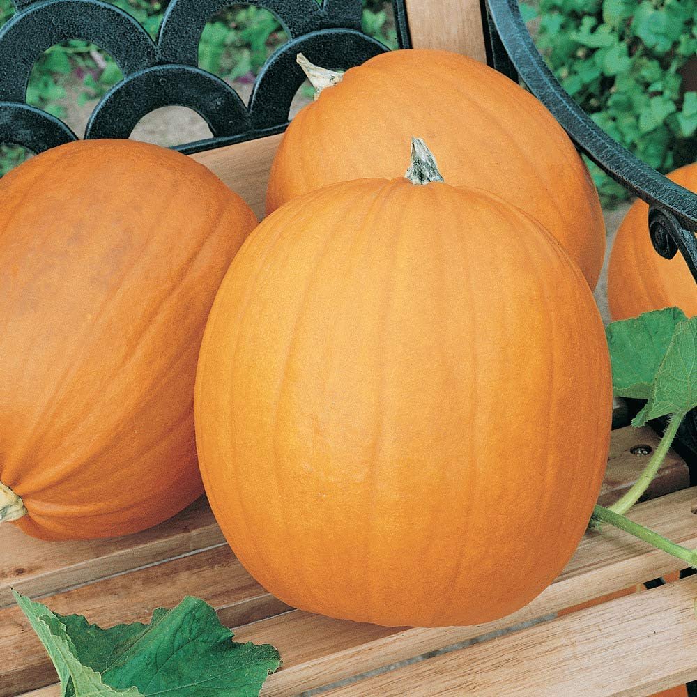 200+pk Spooky Pumpkin Seeds- Baking, Growing, Non-GMO Seed, Home Garden