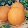 200+pk Spooky Pumpkin Seeds- Baking, Growing, Non-GMO Seed, Home Garden view 1