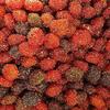 Spicy Chamoy Fruit Gushersz candy famous on TikTok- Build Your Own Kit view 1