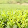Long Jing/West Lake Dragon Well Chinese Top 10 Famous Tea  Grade AA view 3