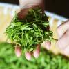 Long Jing/West Lake Dragon Well Chinese Top 10 Famous Tea  Grade AA view 4