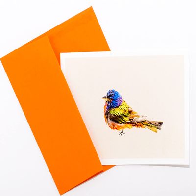 Sunshine Expressions - Bird Photography Smooth Note Cards 8 w/10 Colored Envelopes, Boxed Set (4.25"x 5.50") Blank Inside - Made in USA