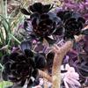 3 cuttngs onum rborum Blck Ros', Cuttng 3 - 4" view 1