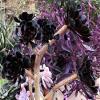 3 cuttngs onum rborum Blck Ros', Cuttng 3 - 4" view 2