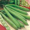 Fava Bean, Aquadulce Fava Bean Seeds - 100 Count Seed Pack - Springtime crop grown around the world - Country Creek LLC view 1