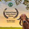 Organic Grass Fed A2 Ghee Clarified Butter from Girorganic - Unsalted Gir Cow Ghee Butter - Organic Ghee Oil - Pasture Raised, Lactose-Free - 16 Oz (combo) view 2