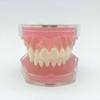 BOVDC Standard Teeth Model, Dental Crown Models Soft Gums, Dental Model Resin Removable Full Mouth Teeth for Tooth Extraction Exercises, Doctor Explains to The Patient view 2
