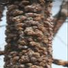 100% Natural JadiBoot Lakh Pipal (100 Grams) view 2