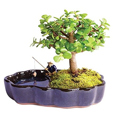 From You Flowers - Zen Jade Reflections Bonsai Plant for Birthday, Anniversary, Get Well or Celebration