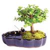 From You Flowers - Zen Jade Reflections Bonsai Plant for Birthday, Anniversary, Get Well or Celebration view 1