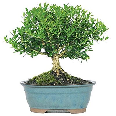 From You Flowers - Harland Boxwood Bonsai Tree for Birthday, Anniversary, Get Well or Celebration