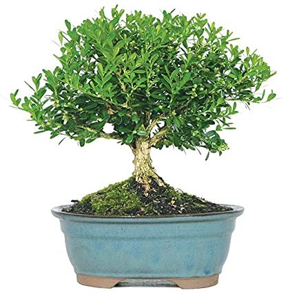 From You Flowers - Harland Boxwood Bonsai Tree for Birthday, Anniversary, Get Well or Celebration