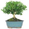 From You Flowers - Harland Boxwood Bonsai Tree for Birthday, Anniversary, Get Well or Celebration view 1