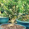From You Flowers - Harland Boxwood Bonsai Tree for Birthday, Anniversary, Get Well or Celebration view 2