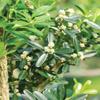From You Flowers - Harland Boxwood Bonsai Tree for Birthday, Anniversary, Get Well or Celebration view 3