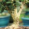 From You Flowers - Harland Boxwood Bonsai Tree for Birthday, Anniversary, Get Well or Celebration view 4