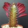 Thronesfarm_ Euphorbia TRIGONA RED African catedral Bonsai Rare Exotic 4" view 1