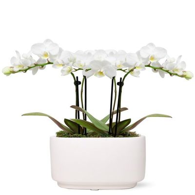 From You Flowers - White Sands Mini Orchid for Birthday, Anniversary, Get Well or Celebration