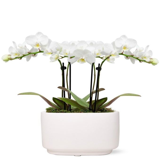 From You Flowers - White Sands Mini Orchid for Birthday, Anniversary, Get Well or Celebration