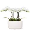 From You Flowers - White Sands Mini Orchid for Birthday, Anniversary, Get Well or Celebration view 1