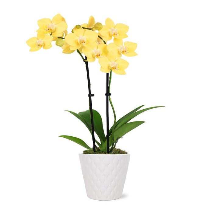 From You Flowers - Lustrous Yellow Orchid Plant for Birthday, Anniversary, Get Well or Celebration