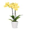 From You Flowers - Lustrous Yellow Orchid Plant for Birthday, Anniversary, Get Well or Celebration view 1