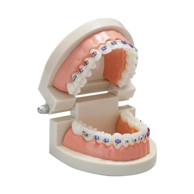 Dental Orthodontic Study Model Teeth