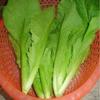 2000+ 1/4oz Large Leaf Bamboo GAI Choi Mustard Green Seed(s)-WFRN , Can Grow in Pot or Tray view 1