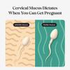 kegg Fertility Tracker + Free Fertility App | Discover Your Most Fertile Days | No Recurring costs | Predicts Fertile Window | Helps Exercise Pelvic Floor Muscles view 3