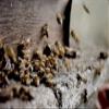 100% Raw Pure Bee Propolis Pieces - 100% Raw, Cosmetic Quality, Big Propolis Chunks - Net Weight: 1.76oz/50g view 3