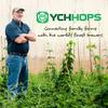 LORAL American Noble Hops 2oz HBC291R ~ LOW ALPHA 3.1% for Pilsner Klsch Blonde Saison and Sours view 4