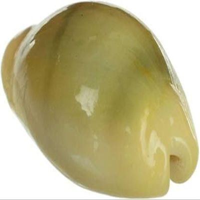 Laxmi Pooja Diwali PoojaLakshmi - Peeli Kodi - Kauri - Kowri - Cowry - Kaudi - Cowrie - Gavvalu - Loose Packed (Yellow ) - 11 Pieces Marble Yantra (Pack of 11)