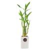 5-Stem Lucky Bamboo, Live Indoor Plant in Contour II Ceramic Planter for Home, Work, or Gift, White ***Cannot Ship to Hawaii*** view 1