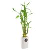 5-Stem Lucky Bamboo, Live Indoor Plant in Contour II Ceramic Planter for Home, Work, or Gift, White ***Cannot Ship to Hawaii*** view 2