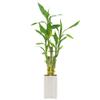 5-Stem Lucky Bamboo, Live Indoor Plant in Contour II Ceramic Planter for Home, Work, or Gift, White ***Cannot Ship to Hawaii*** view 3