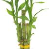 5-Stem Lucky Bamboo, Live Indoor Plant in Contour II Ceramic Planter for Home, Work, or Gift, White ***Cannot Ship to Hawaii*** view 4
