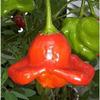 Bishop's Crown Hot Peppers view 1